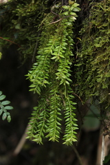 Phlegmariurus myrsinites