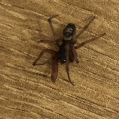 Steatoda nobilis