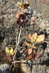 Munzothamnus blairii