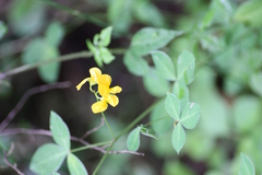 Argyrolobium tomentosum
