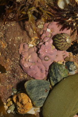 Lithophyllum incrustans