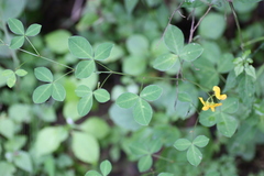 Argyrolobium tomentosum