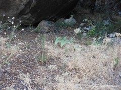 Bituminaria bituminosa