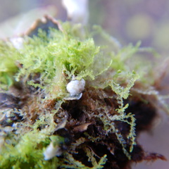 Cephalozia
