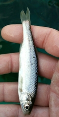 Alburnus albidus