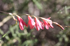 Tritonia disticha