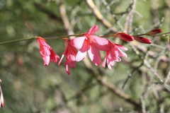Tritonia disticha