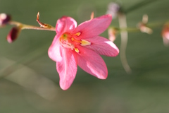 Tritonia disticha