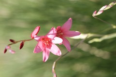 Tritonia disticha