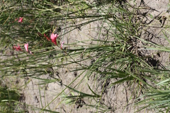 Tritonia disticha
