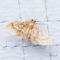 Idaea celtima