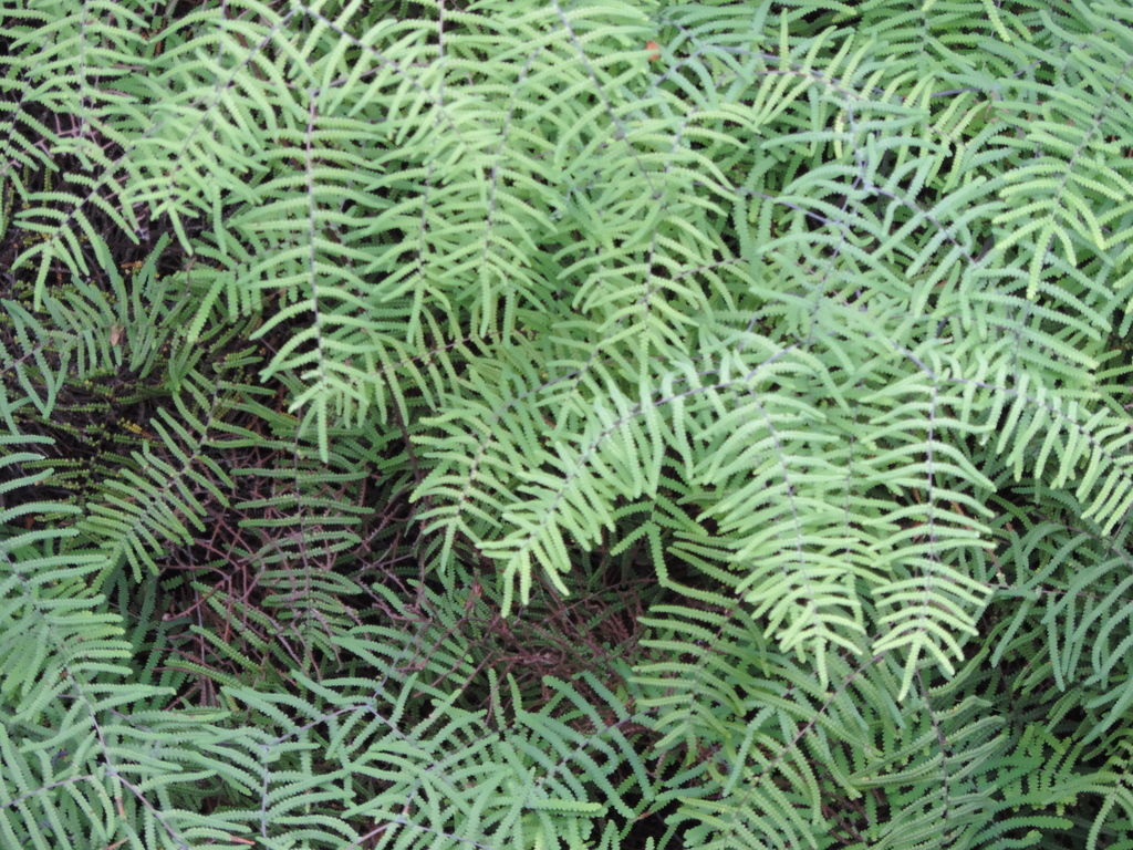 Umbrella Coral Fern