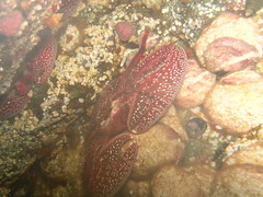 Petrolisthes desmarestii