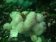 Aplidium peruvianum