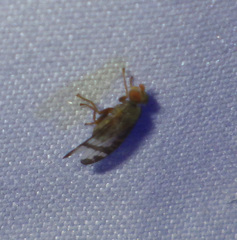Sphenella marginata