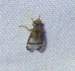 Sphenella marginata