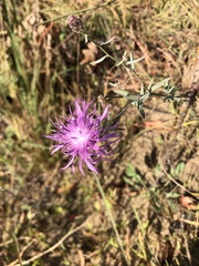 Centaurea × moncktonii
