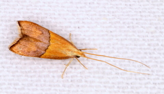 Crocanthes prasinopis