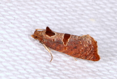 Glyphidoptera insignana
