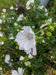 Malva