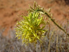 Stanleya pinnata