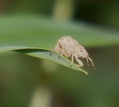 Pseudocneorhinus obesus