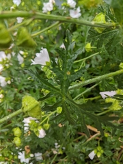Malva