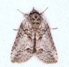 Nycteola polycyma