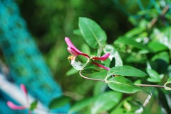 Lonicera