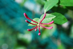 Lonicera