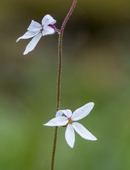 Lithophragma bolanderi
