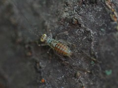 Svistella bifasciata