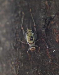 Svistella bifasciata
