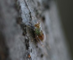 Svistella bifasciata