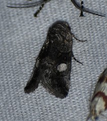 Copanarta aurea