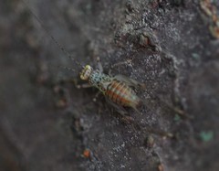 Svistella bifasciata