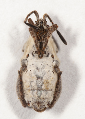 Merocoris