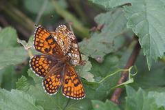 Melitaea celadussa