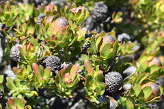 Leucadendron strobilinum
