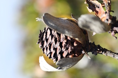 Leucadendron strobilinum