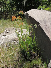 Kalanchoe rotundifolia