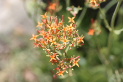 Kalanchoe rotundifolia