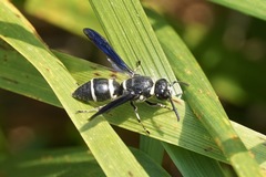Euodynerus schwarzi