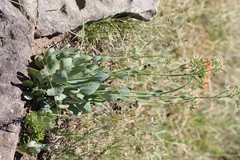 Kalanchoe rotundifolia