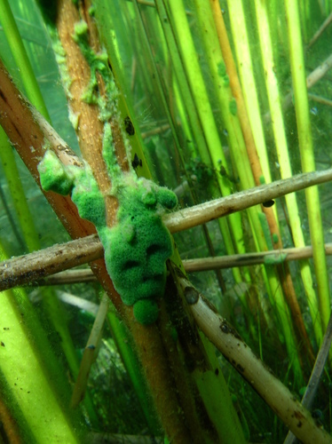 Balliviaspongia wirrmani