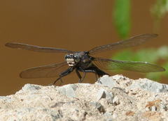 Tachopteryx thoreyi
