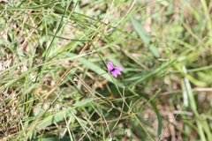 Monopsis simplex