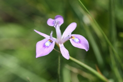 Moraea elliotii