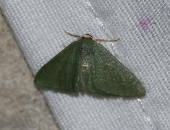 Xerochlora mesotheides