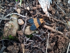 Calopteron reticulatum